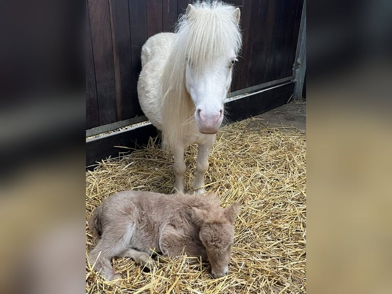 Mini Shetland Pony Stute 9 Jahre 79 cm Cremello in Sch&#xF6;nwalde am BungsbergSch&#xF6;nwalde