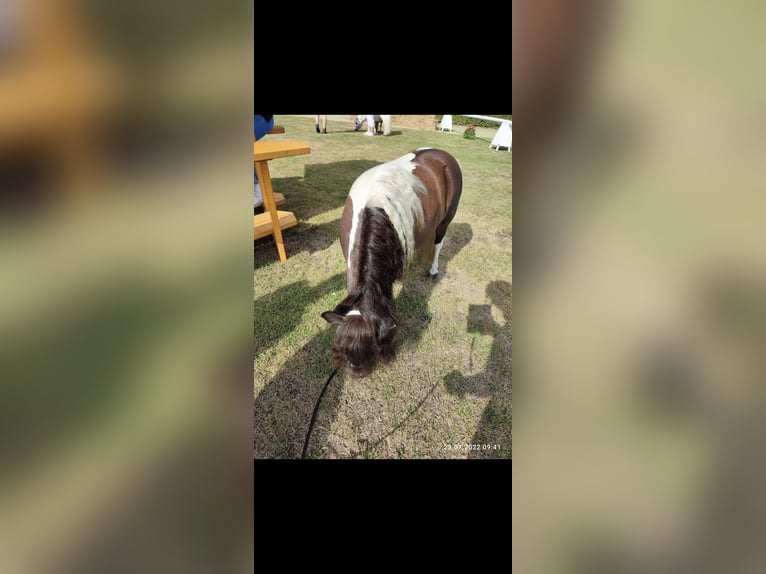 Mini Shetland Pony Stute 9 Jahre 82 cm Schecke in Heiden