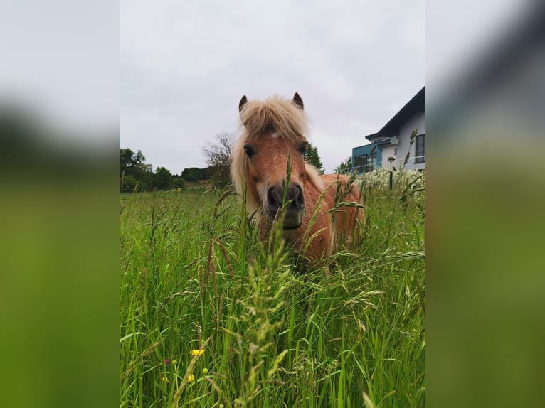 Mini Shetland Pony Stute 9 Jahre 85 cm in Oberndorf