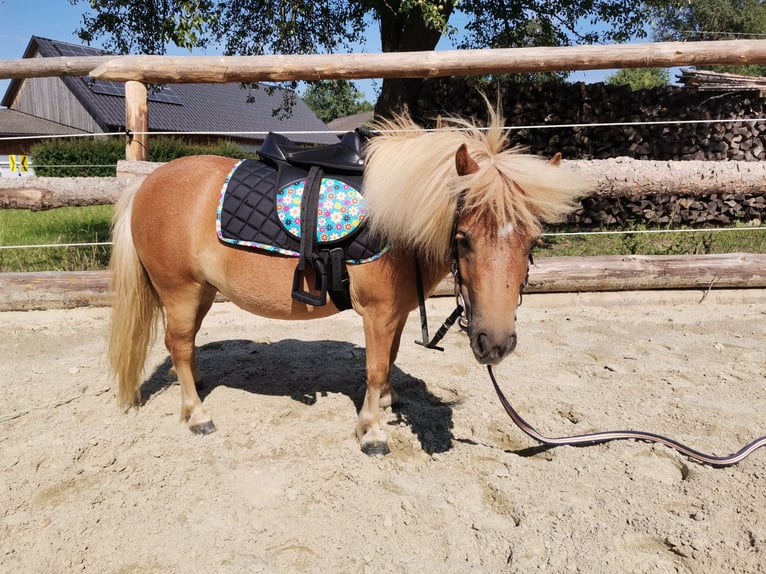 Mini Shetland Pony Stute 9 Jahre 85 cm in Oberndorf