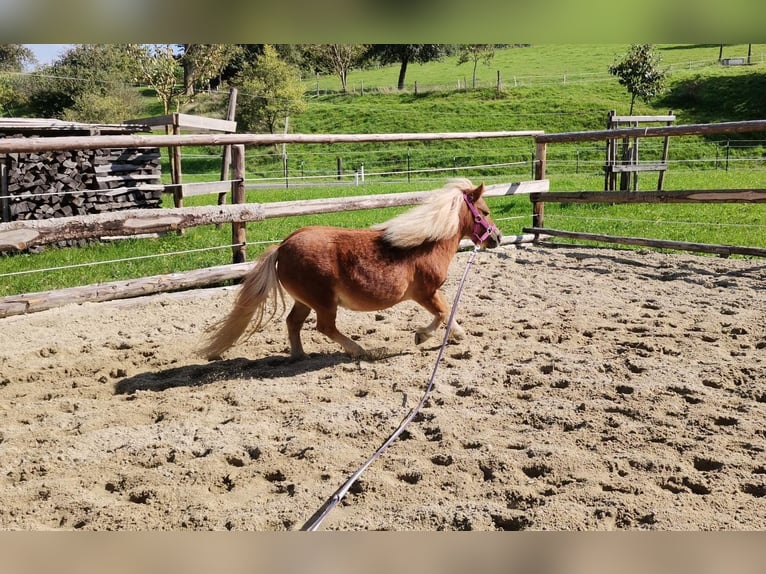 Mini Shetland Pony Stute 9 Jahre 85 cm in Oberndorf