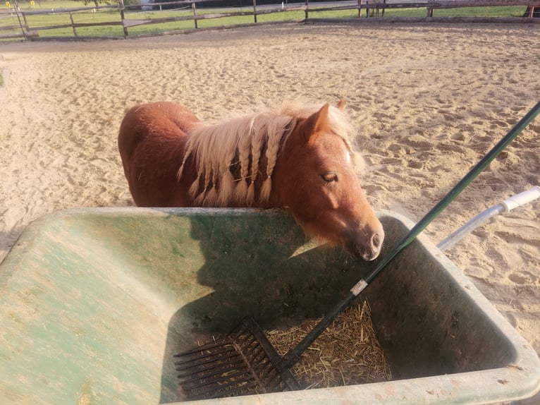 Mini Shetland Pony Stute 9 Jahre 85 cm in Oberndorf