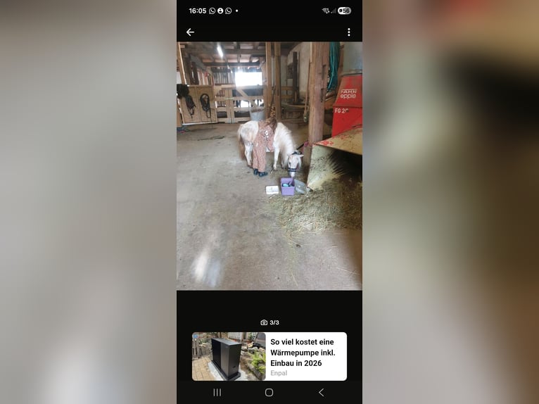 Mini Shetland Pony Stute 9 Jahre 85 cm Palomino in Burgkunstadt