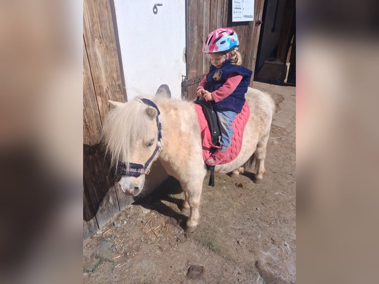 Mini Shetland Pony Stute 9 Jahre 85 cm Palomino in Burgkunstadt