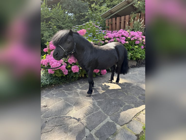 Mini Shetland Pony Stute Fohlen (05/2025) 72 cm Rappe in Ochtrup Mini Shetland Pony Stute Fohlen (05/2025) 72 cm Rappe in Ochtrup