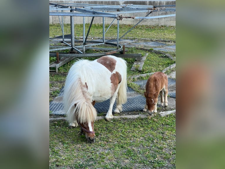 Mini Shetland Pony Stute Fohlen (01/2025) 80 cm Braunfalbschimmel in Mietingen