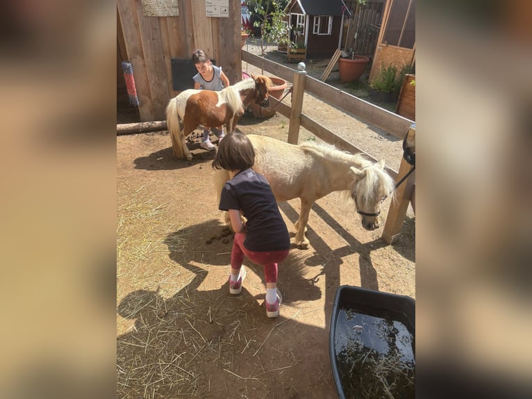 Mini Shetland Pony Stute Fohlen (01/2025) 80 cm Braunfalbschimmel in Mietingen