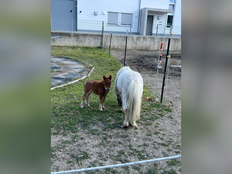 Mini Shetland Pony Stute Fohlen (01/2025) 80 cm Braunfalbschimmel in Mietingen