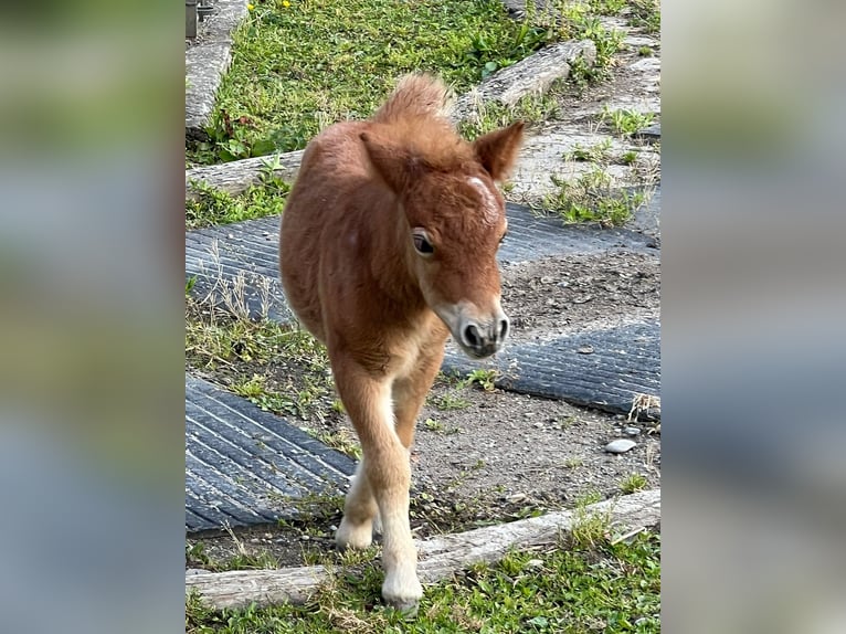 Mini Shetland Pony Stute Fohlen (01/2025) 80 cm Braunfalbschimmel in Mietingen