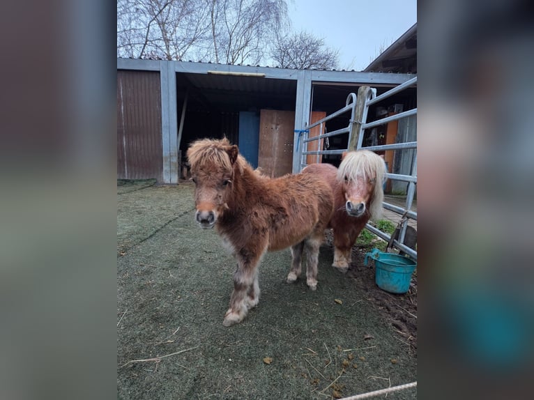 Mini Shetland Pony Stute Fohlen (06/2025) 80 cm Fuchs in Gau Bickelheim