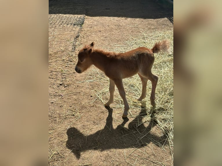 Mini Shetland Pony Stute Fohlen (06/2025) 80 cm Fuchs in Gau Bickelheim