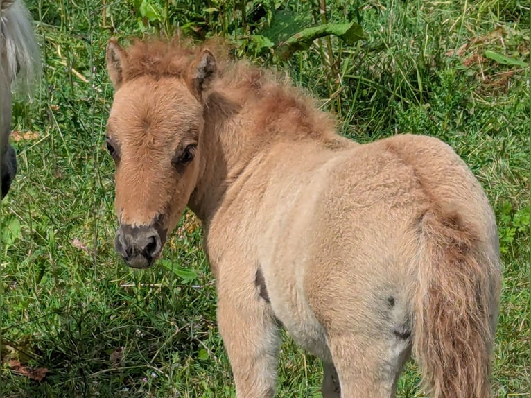 Mini Shetland Pony Stute Fohlen (04/2025) 84 cm Falbe in Alsdorf