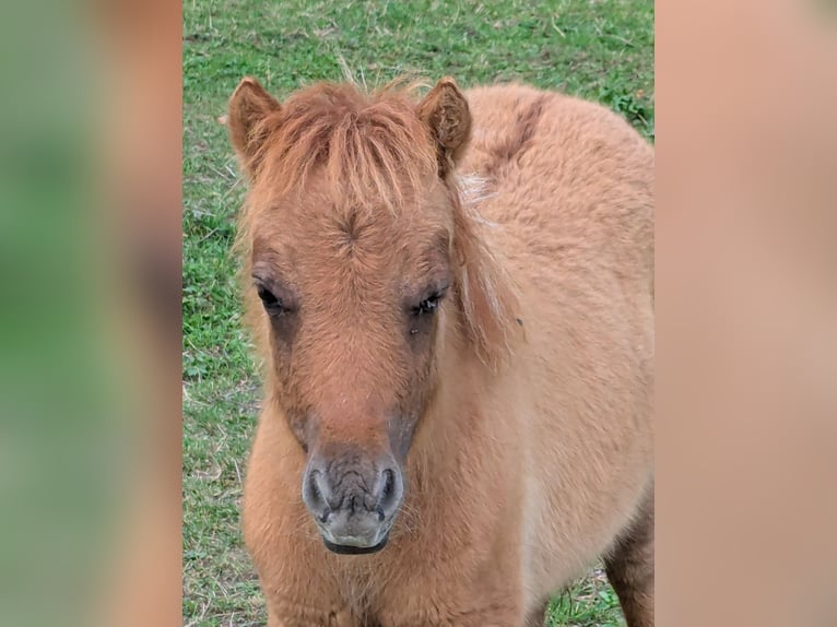 Mini Shetland Pony Stute Fohlen (05/2025) 84 cm Falbe in Alsdorf