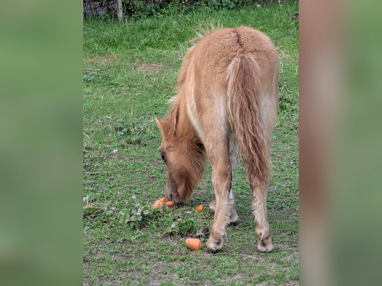 Mini Shetland Pony Stute Fohlen (05/2025) 84 cm Falbe in Alsdorf