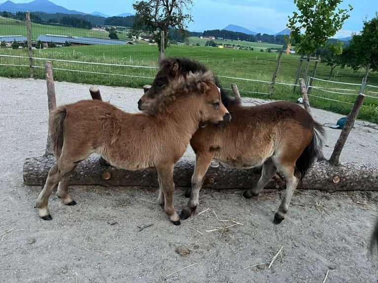 Mini Shetland Pony Stute Fohlen (04/2025) 85 cm Schecke in Eugendorf