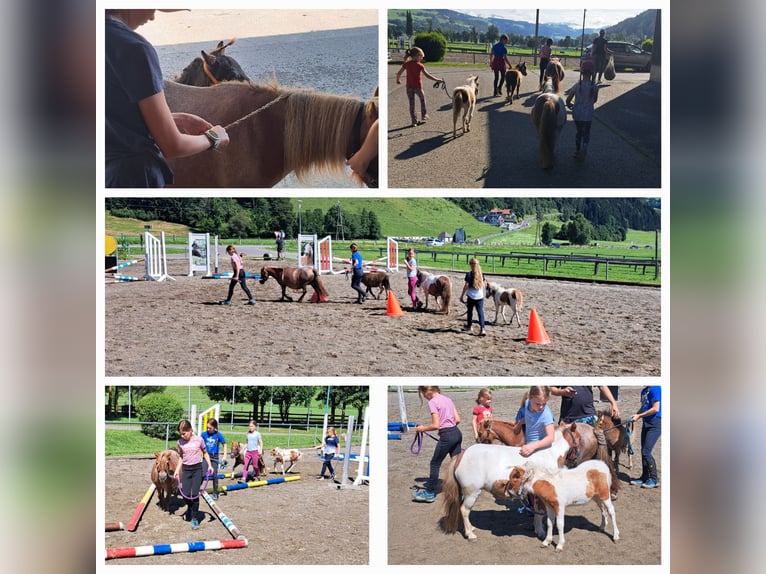 Mini Shetland Pony Stute Fohlen (01/2024) in St.Georgen am Kreischberg