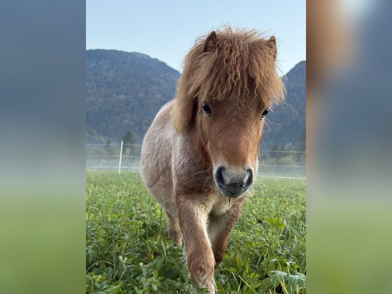 Mini Shetland Pony Stute Fohlen (04/2025) Fuchs in Dellach