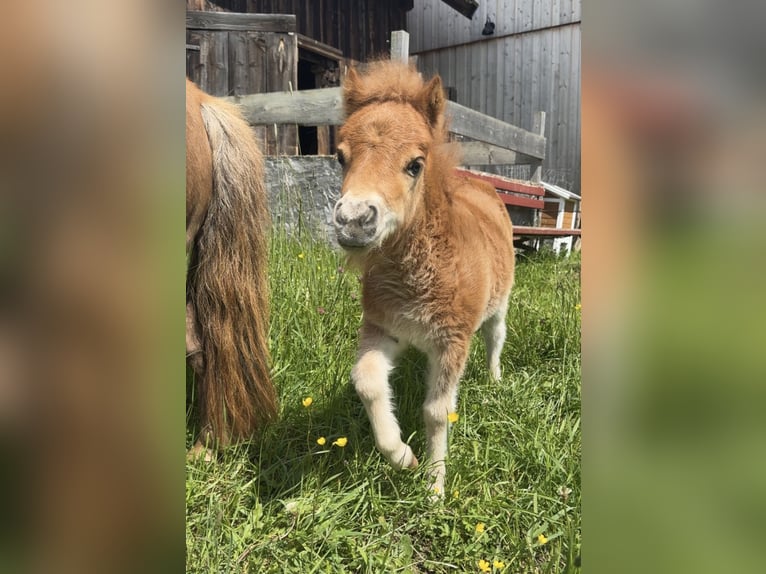 Mini Shetland Pony Stute Fohlen (04/2025) Fuchs in Dellach