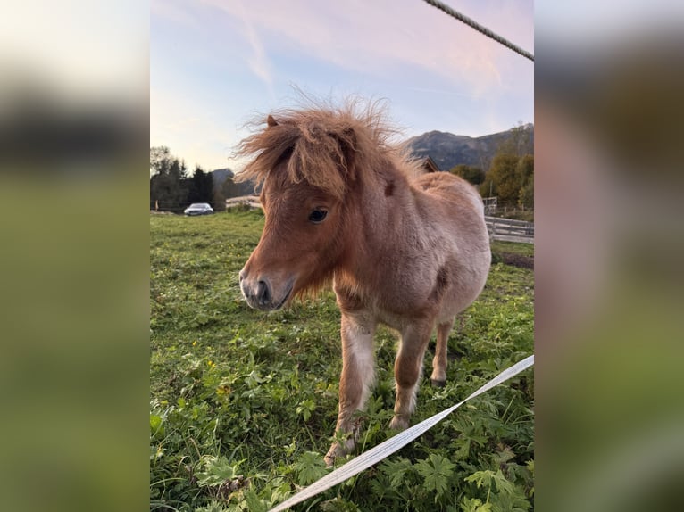 Mini Shetland Pony Stute Fohlen (04/2025) Fuchs in Dellach
