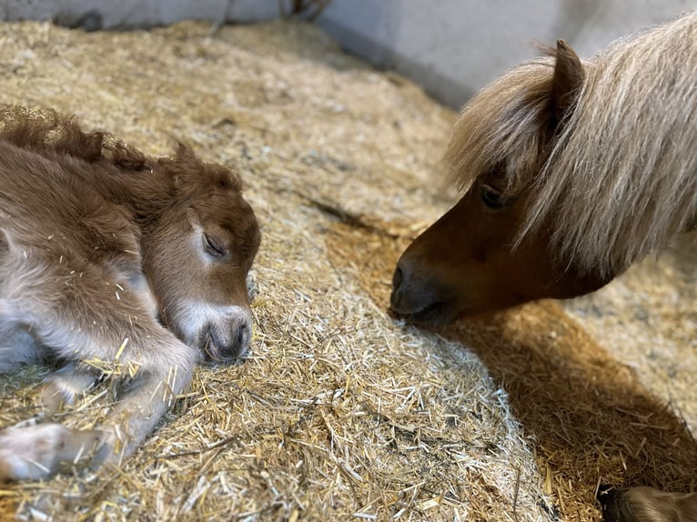 Mini Shetland Pony Stute Fohlen (04/2025) Fuchs in Dellach