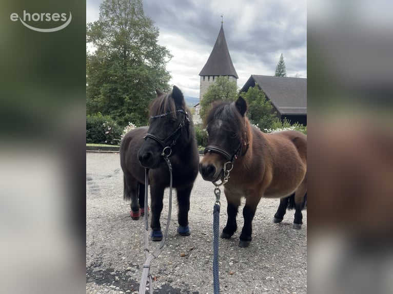 Mini Shetland Pony Unbekannt 15 Jahre 89 cm  in Hugelshofen