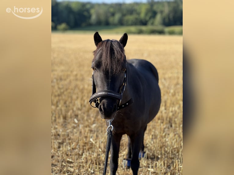 Mini Shetland Pony Unbekannt 15 Jahre 89 cm  in Hugelshofen