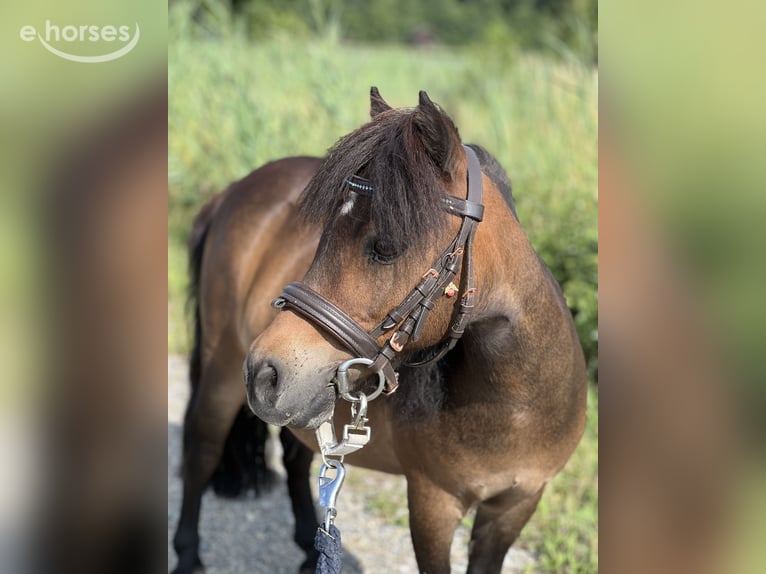 Mini Shetland Pony Unbekannt 15 Jahre 89 cm  in Hugelshofen