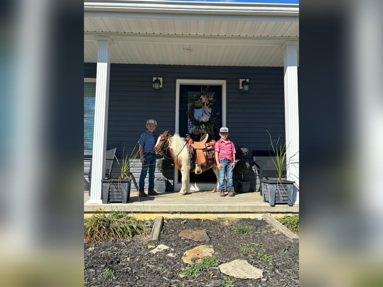 Mini Shetland Pony Wallach 10 Jahre 132 cm Rotfuchs in COLUMBIA, KY