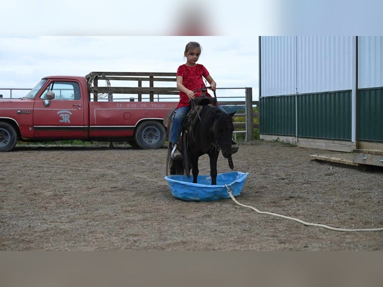 Mini Shetland Pony Wallach 10 Jahre 94 cm Rappe in Millersburg OH