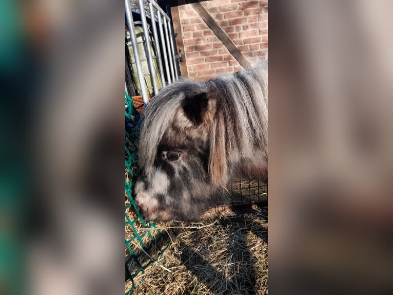 Mini Shetland Pony Wallach 10 Jahre 95 cm Tigerschecke in Vlotho