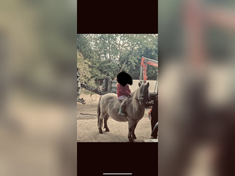 Mini Shetland Pony Wallach 10 Jahre in Grafenau