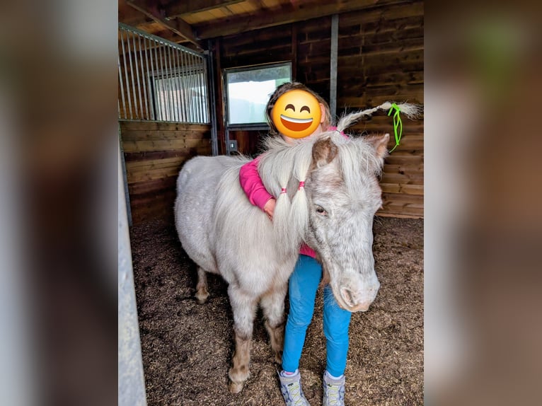 Mini Shetland Pony Wallach 11 Jahre 95 cm White in Niederhasli
