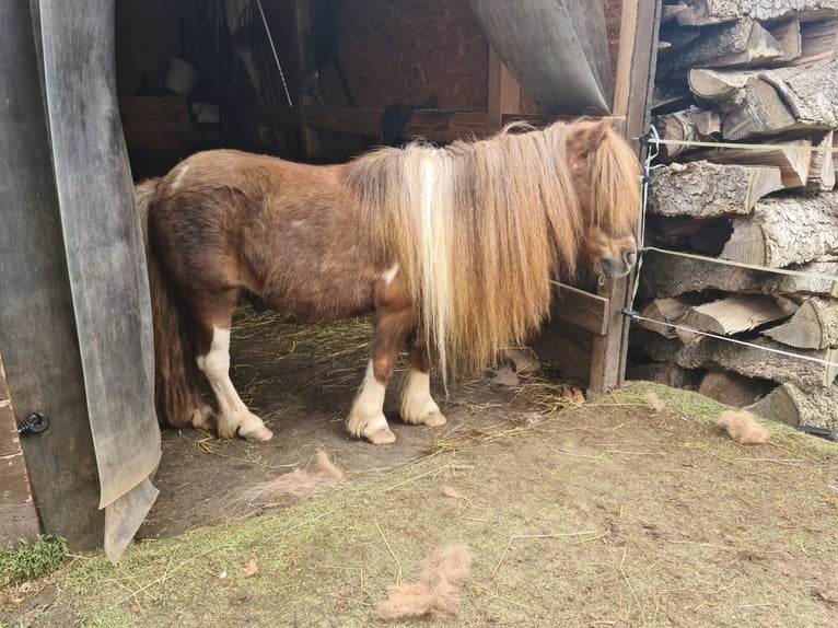 Mini Shetland Pony Wallach 12 Jahre 83 cm Schecke in Lichtenfels