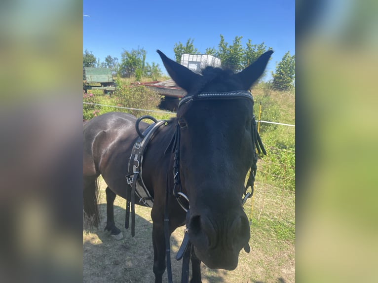 Mini Shetland Pony Mix Wallach 12 Jahre  in Kirnberg an der mank