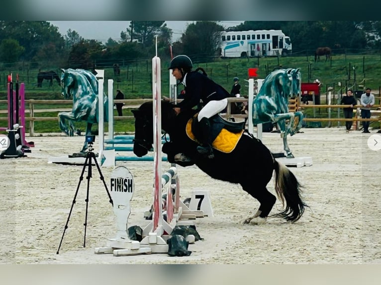 Mini Shetland Pony Mix Wallach 13 Jahre 105 cm Rappe in Carnoules