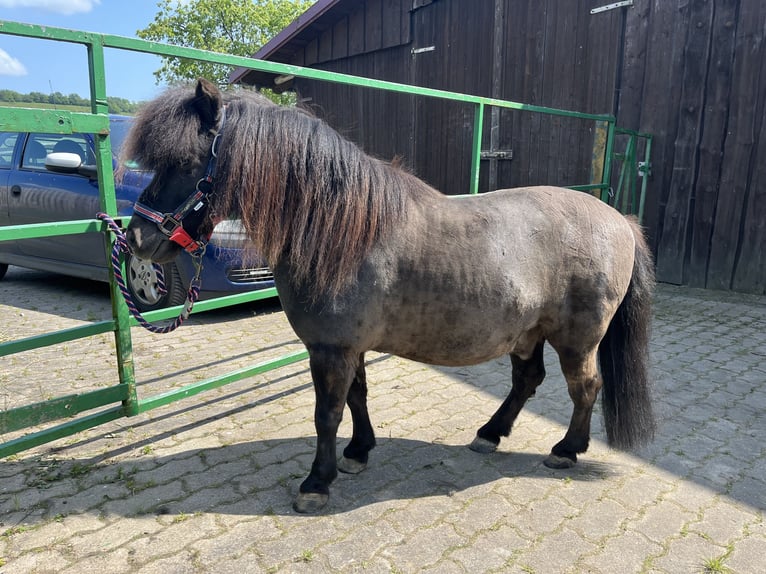 Mini Shetland Pony Wallach 13 Jahre 90 cm Brauner in DasselDassel