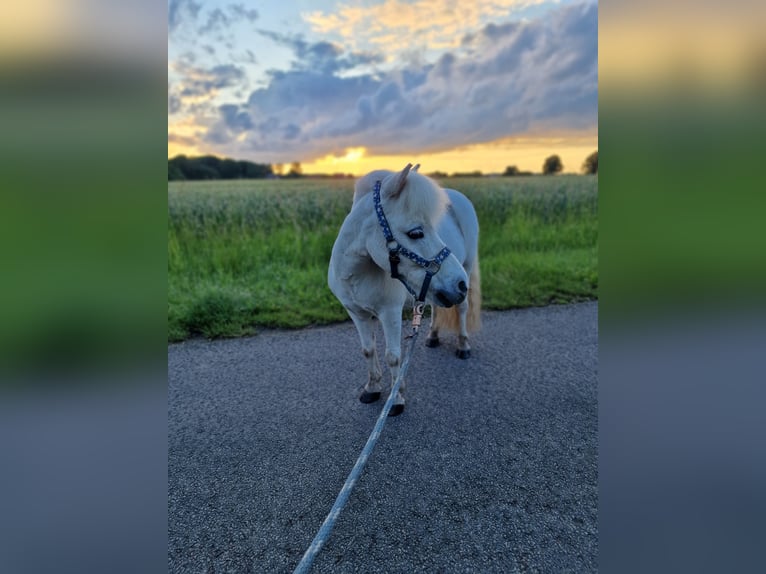 Mini Shetland Pony Wallach 14 Jahre 85 cm Schimmel in Maasbüll