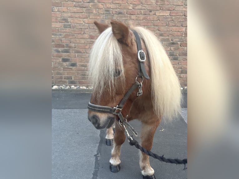 Mini Shetland Pony Wallach 14 Jahre 90 cm Braunfalbschimmel in Niederkassel