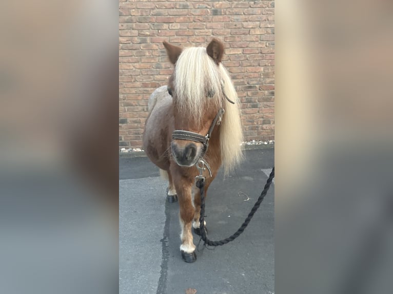 Mini Shetland Pony Wallach 14 Jahre 90 cm Braunfalbschimmel in Niederkassel