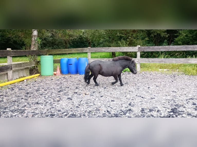 Mini Shetland Pony Wallach 16 Jahre 85 cm Rappe in Bad Salzuflen