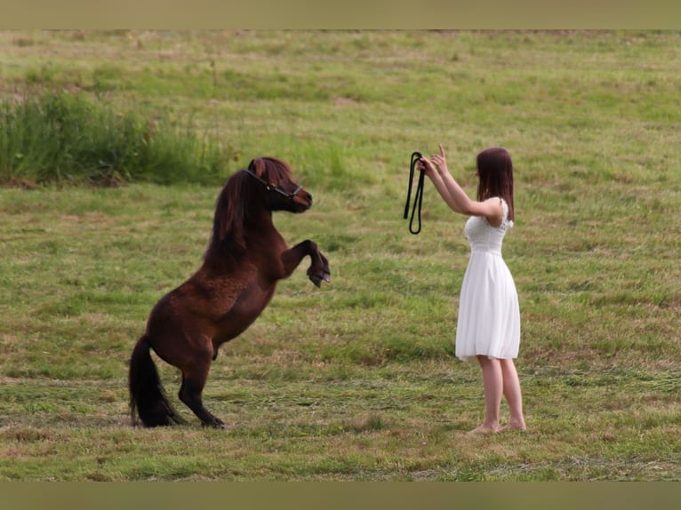 Mini Shetland Pony Wallach 17 Jahre 86 cm Brauner in Malsch