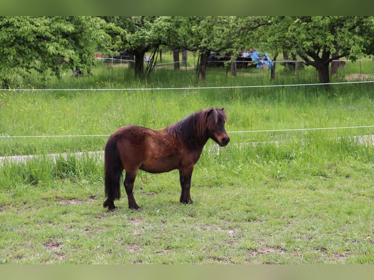 Mini Shetland Pony Wallach 17 Jahre 86 cm Brauner in Malsch