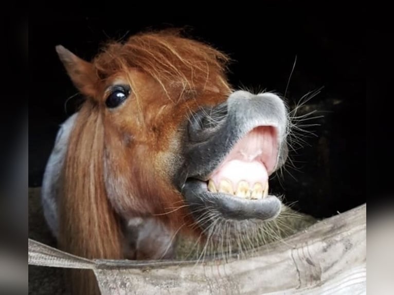 Mini Shetland Pony Wallach 17 Jahre 86 cm Roan-Red in Werl