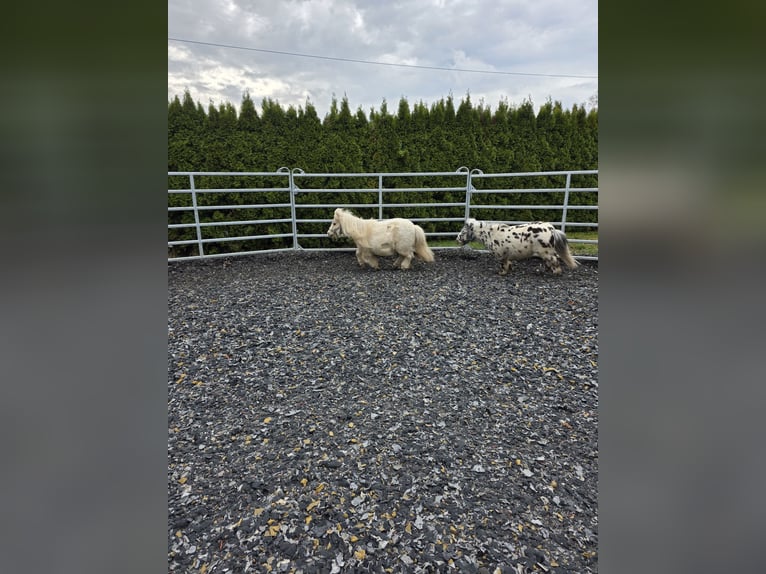 Mini Shetland Pony Wallach 17 Jahre 90 cm Schecke in Höpfingen