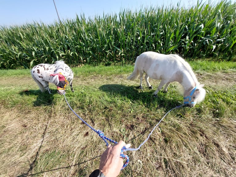Mini Shetland Pony Wallach 17 Jahre 90 cm Schecke in Höpfingen