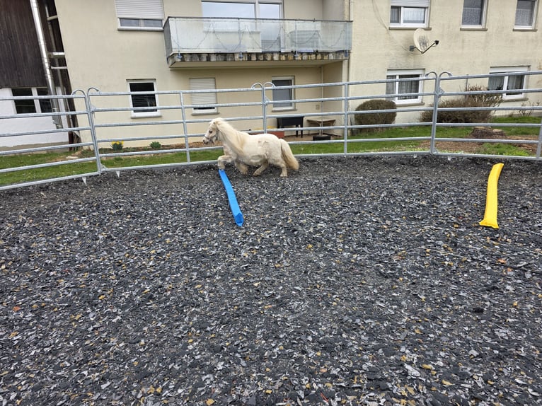 Mini Shetland Pony Wallach 17 Jahre 90 cm Schecke in Höpfingen