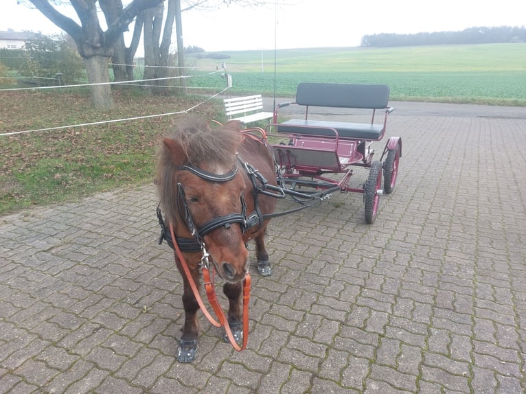 Mini Shetland Pony Wallach 17 Jahre 90 cm Schecke in Höpfingen