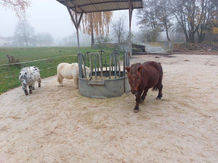 Mini Shetland Pony Wallach 17 Jahre 90 cm Schecke in Höpfingen