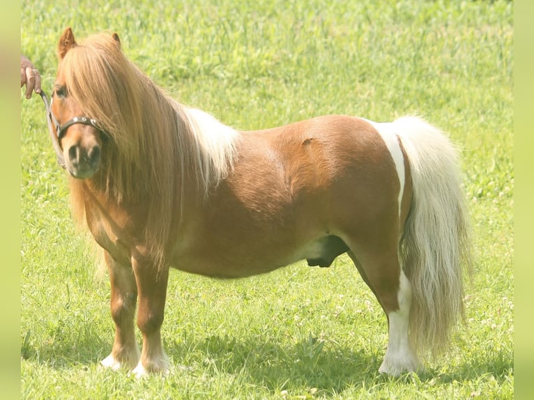 Mini Shetland Pony Wallach 18 Jahre 75 cm Schecke in Medina
