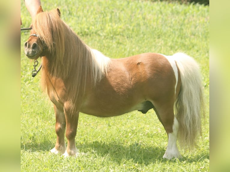 Mini Shetland Pony Wallach 18 Jahre 75 cm Schecke in Medina